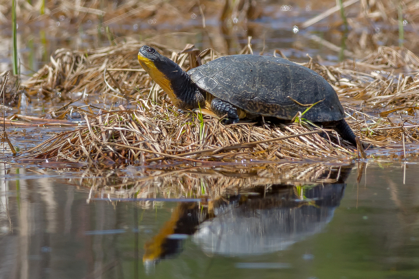 582px version of Blanding's Turtle