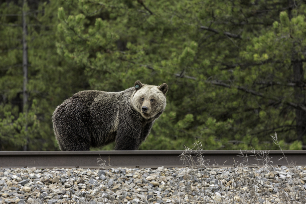 582px version of Grizzly Bear