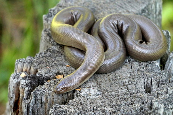 582px version of Rubber boa