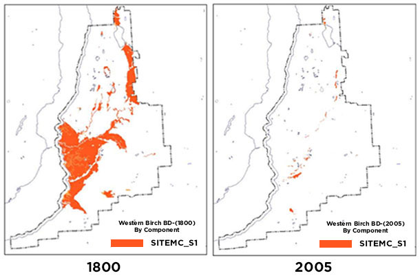 582px version of Birch-Red Osier-Dogwood wetland map