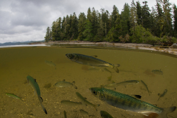 582px version of Salmon on Skeena