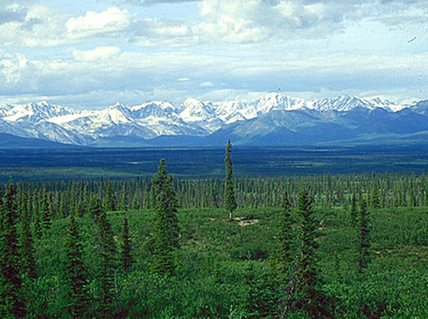 582px version of Boreal-Forest-Mountain.jpg