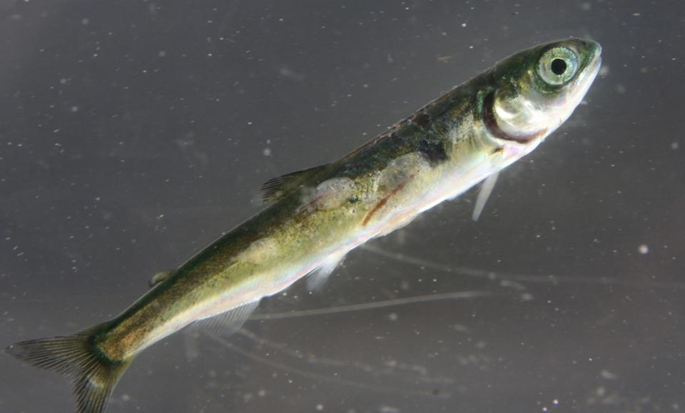 Sea Lice Exploded Among Wild Young Salmon Near BC Fish Farms: Study ...