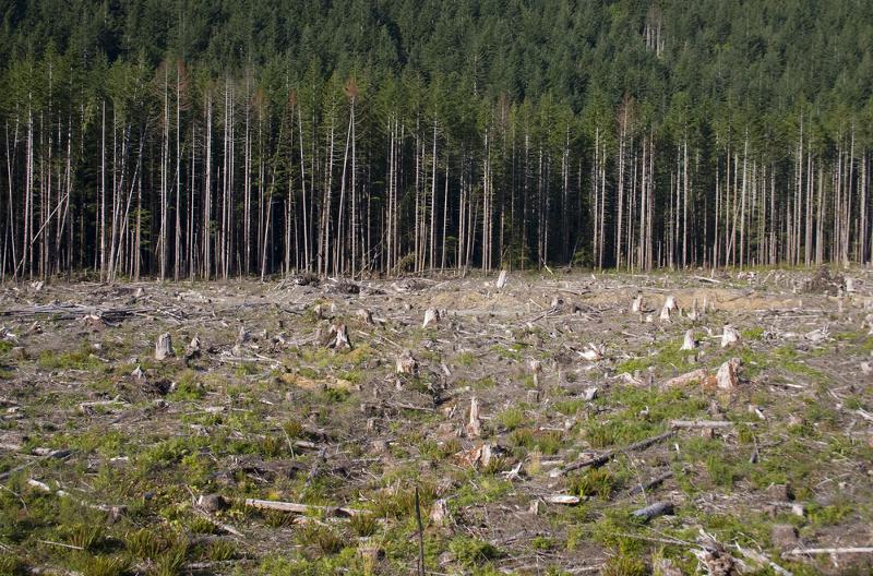Libs and NDP Won’t Stand Up to Forestry Donor, BC Greens Imply in Fundraiser Pitch