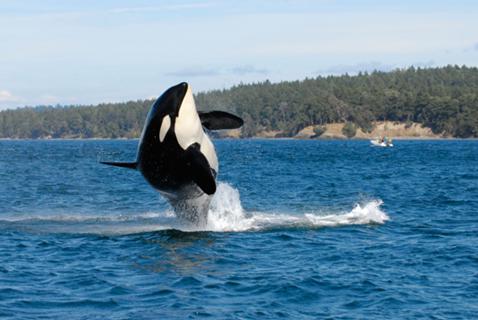 Understanding the Killer Whales’ Struggle to Survive