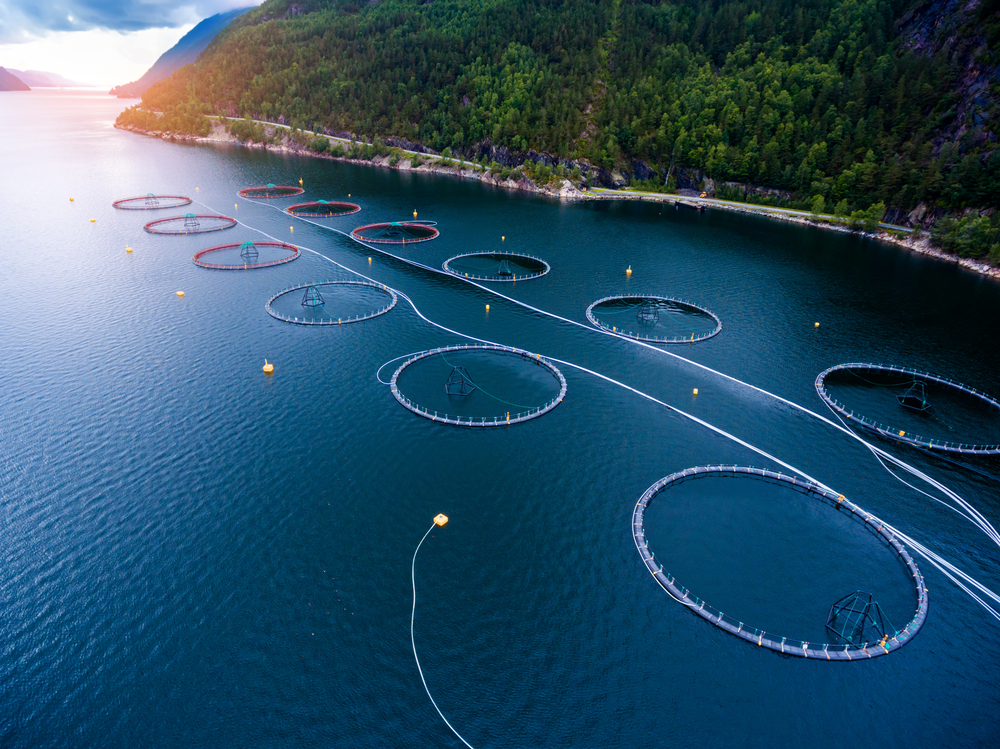 Why Is a Norwegian Disease on a BC Fish Farm Such a Big Deal? | The Tyee