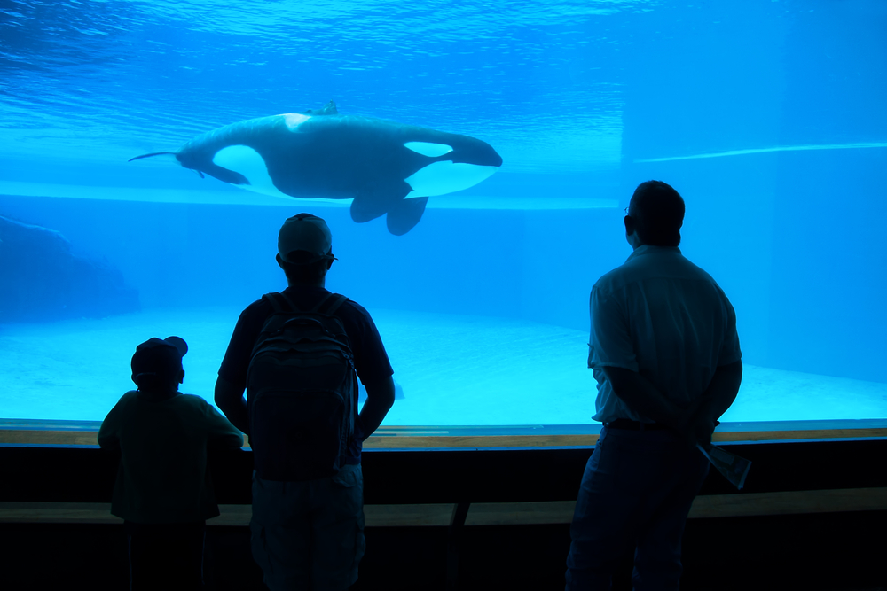 whale-captivity-aquarium.jpg