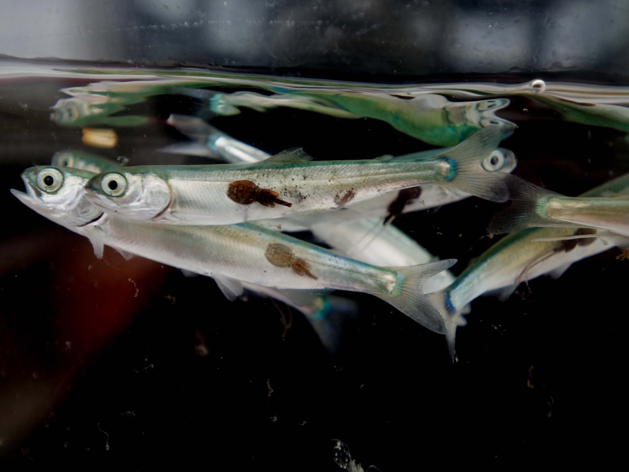 A closeup of several silvery salmon fry with dark spotches on their scales, which are sea lice.