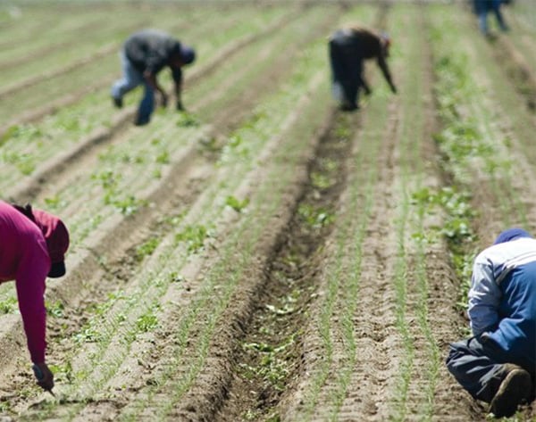 582px version of FarmWorkers.jpg