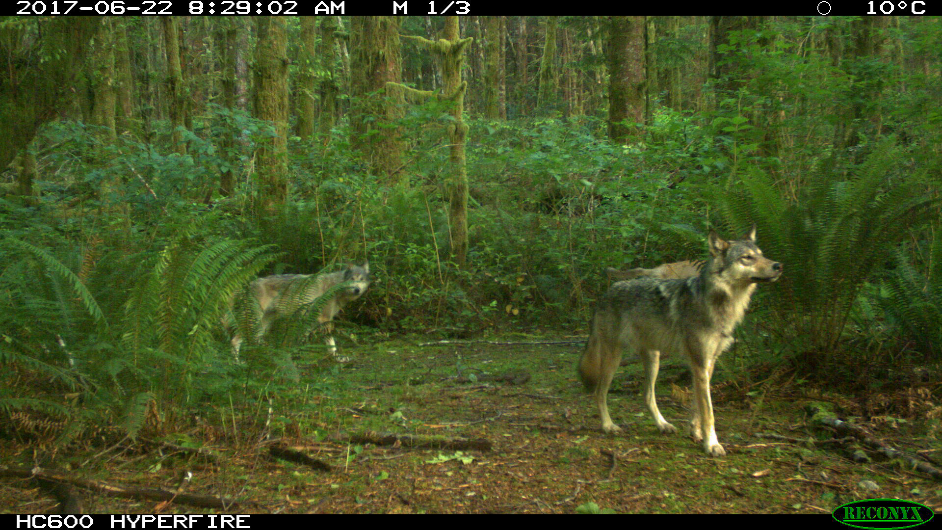 851px version of wildlife-cam-welcome-wolf.jpg