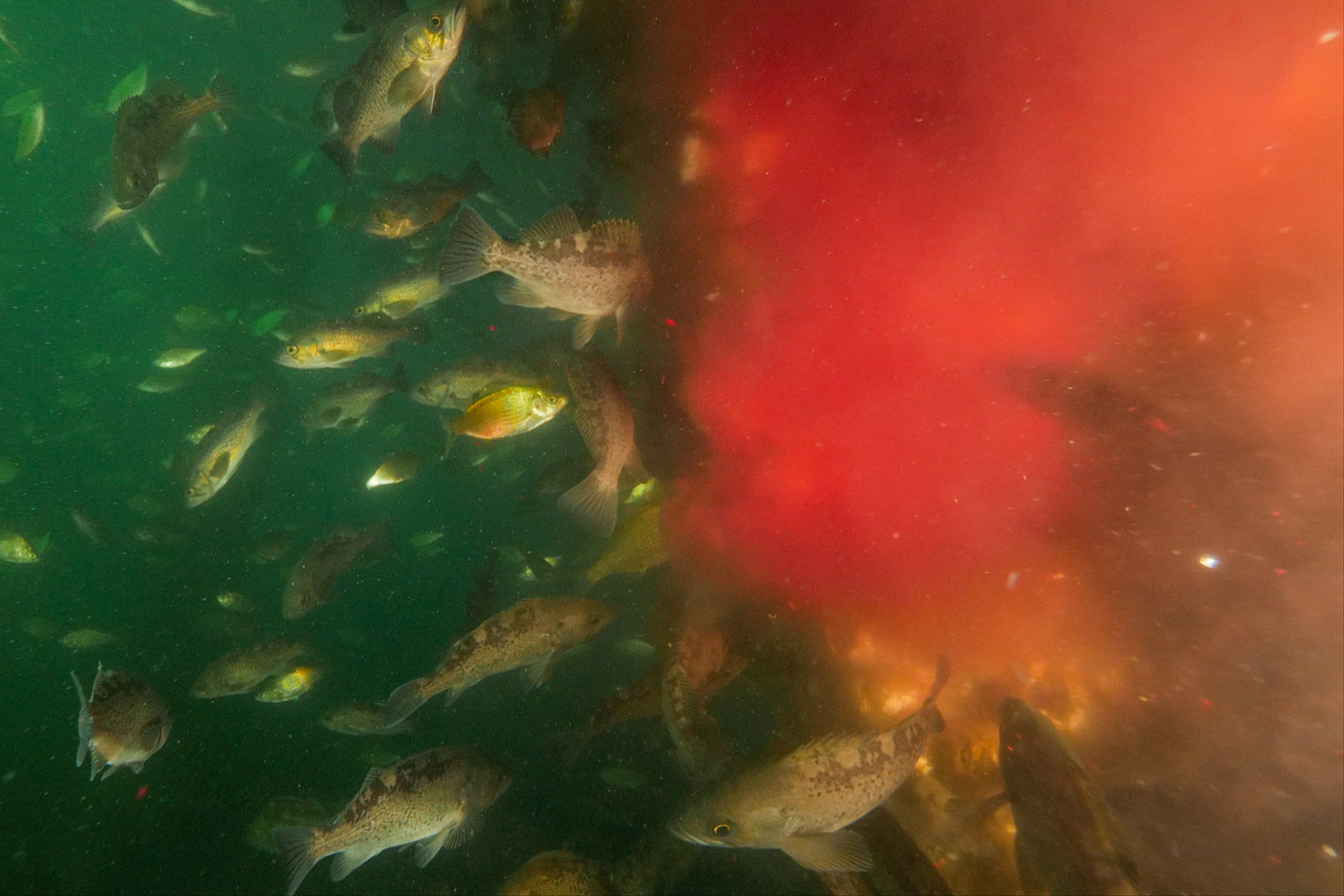effluent-salmon.jpg
