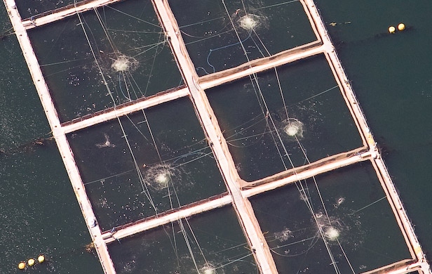 Salmon-farm-overhead.jpg