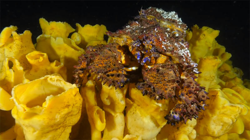 briefly discuss how sponges rely on water moving through their bodies for feeding