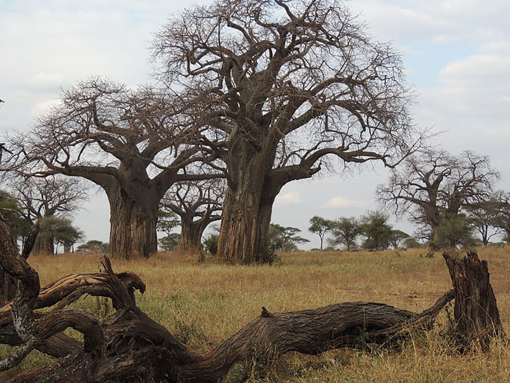 BaobabTrees.jpg
