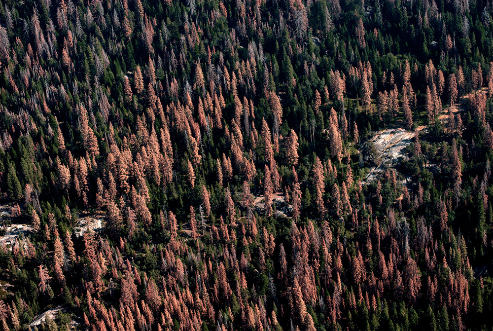 CaliforniaDeadTrees.jpg