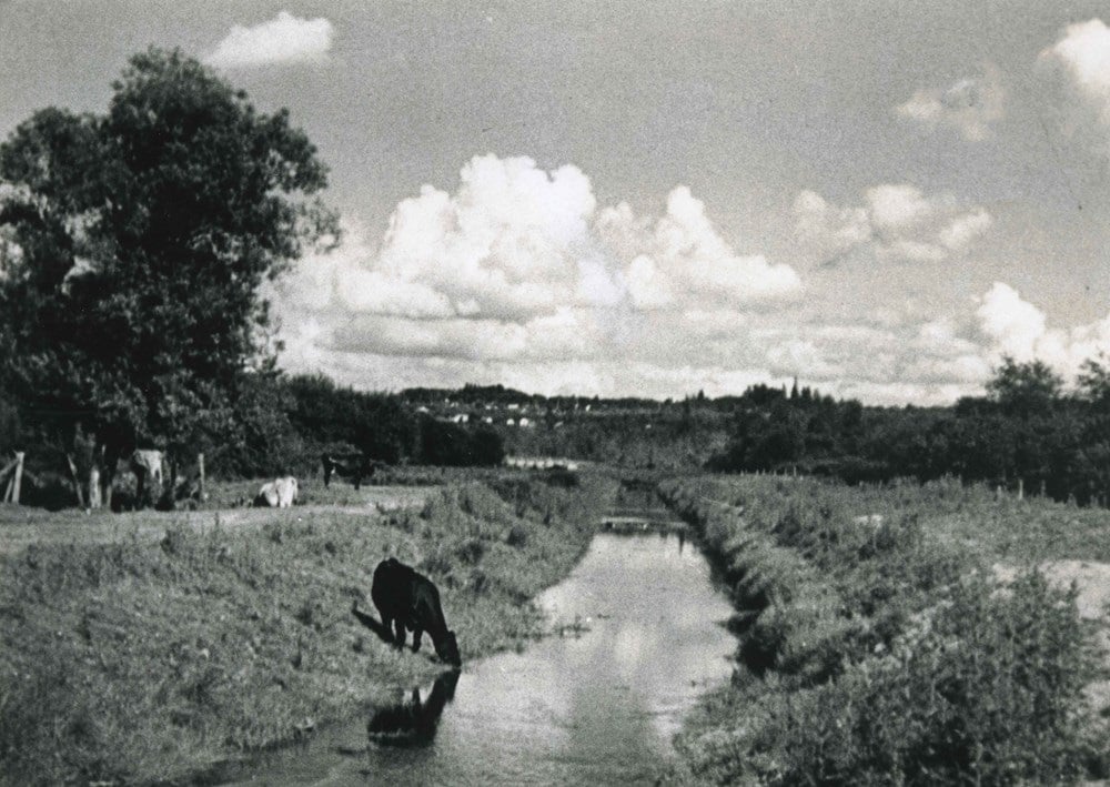 851px version of Still-Creek-Cow-1935-BHS992-28.jpg