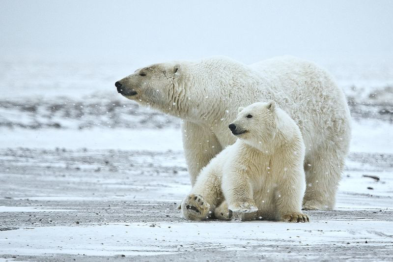 PolarBearsSnow.jpg