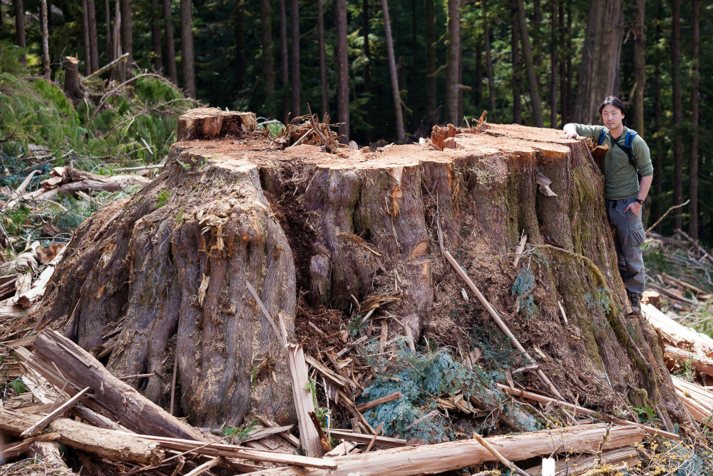 851px version of EdinburghMtGiantCedarStump.jpg