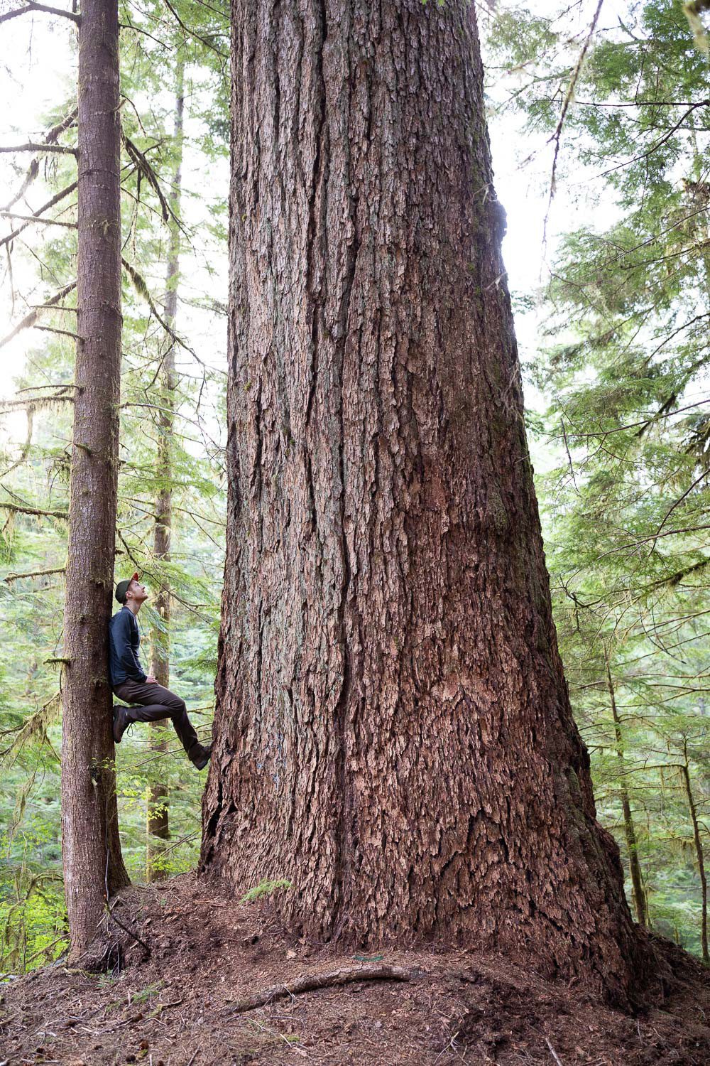 851px version of NahmintValley9thWidestDouglasFir.jpg