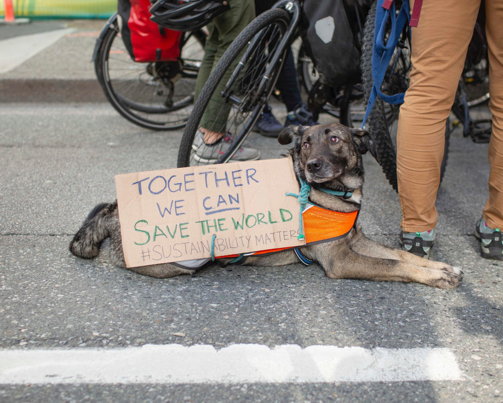 960px version of ClimateStrikeVancouverDog.jpg