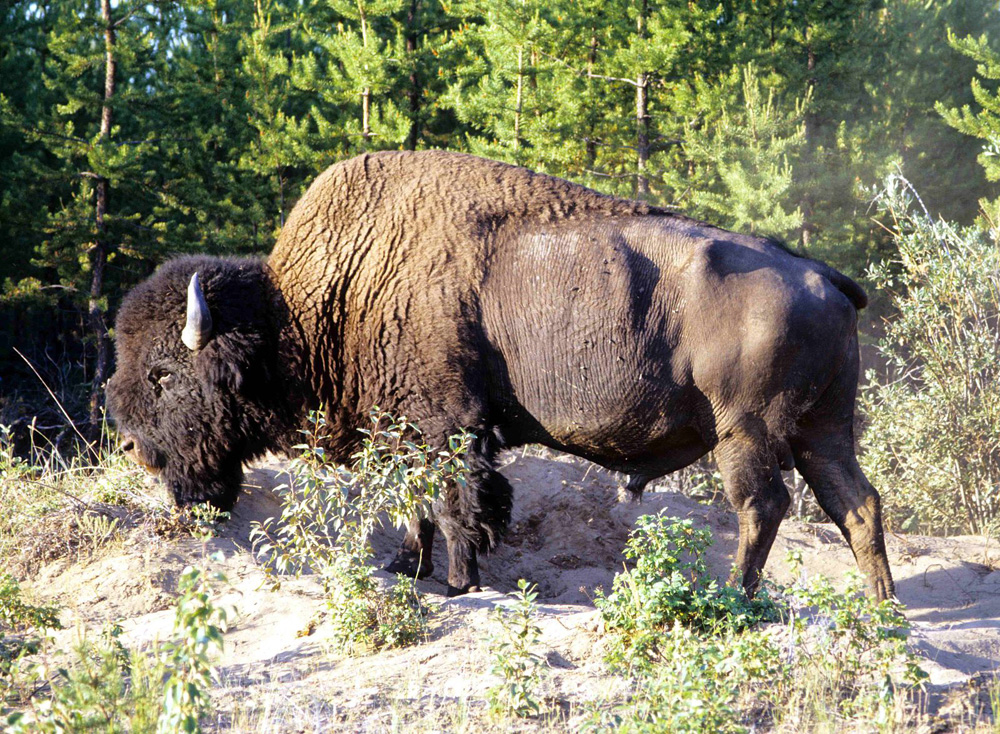 851px version of RolandLakeBison.jpg