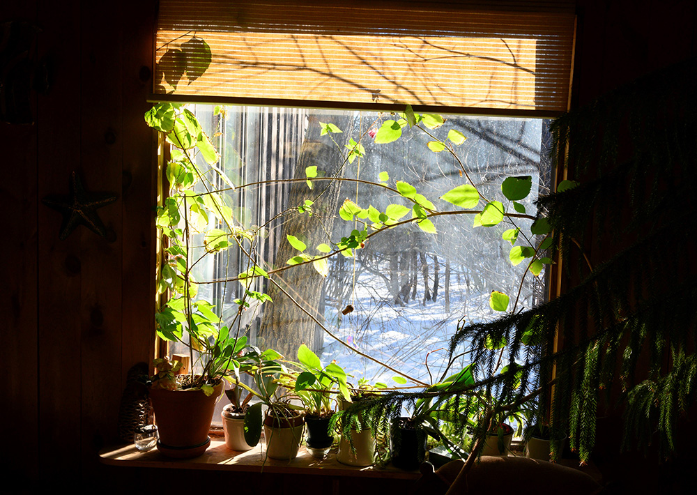 851px version of WindowsillPottedPlants.jpg