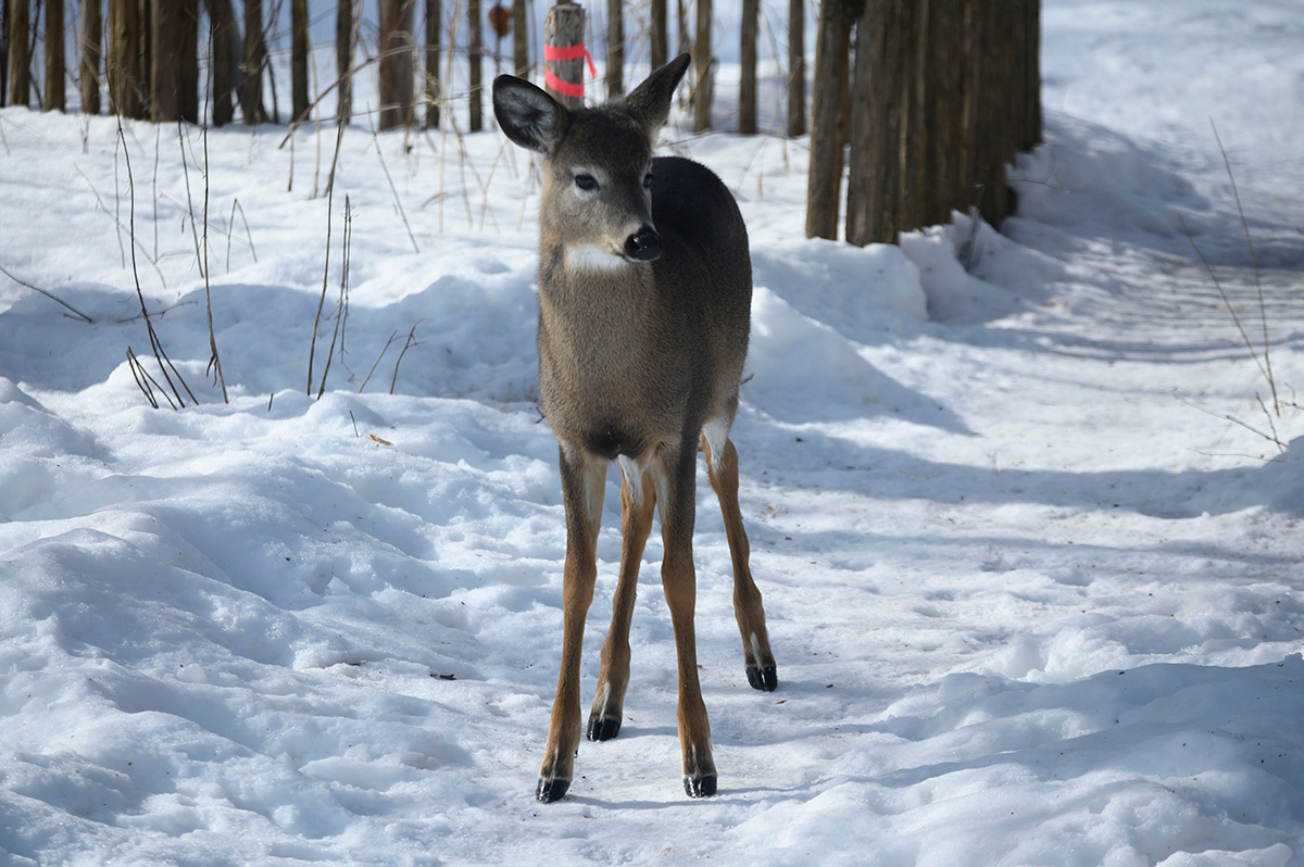 851px version of DeerPathSnow.jpg