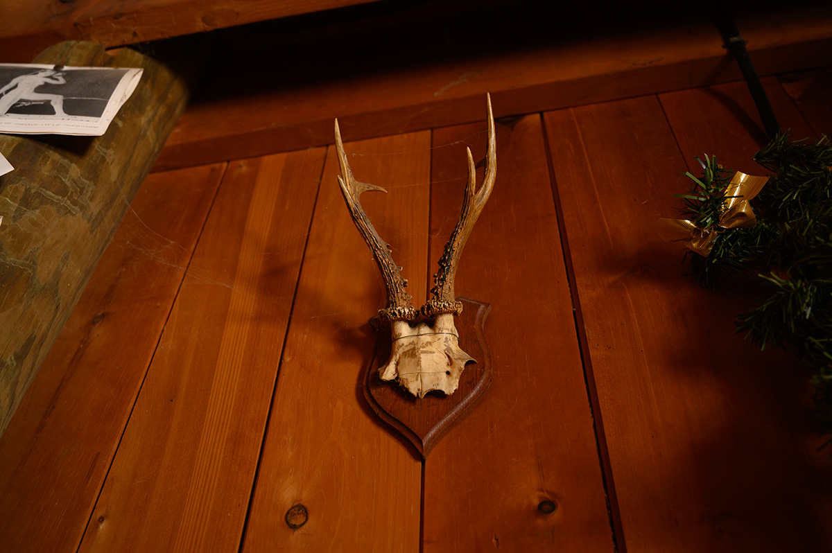 851px version of MountedWallAntlers.jpg