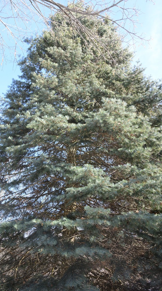 diana-evergreen-tree-adjusted-use-this.jpeg