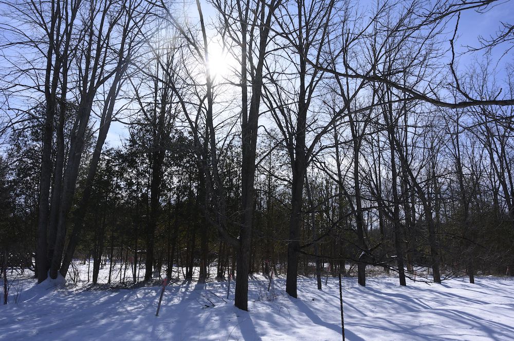 diana-exterior-trees-and-sun.jpeg