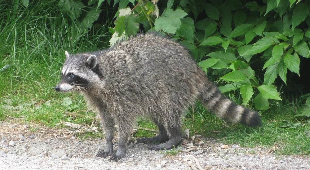 1600px-Racoon_in_Vancouver.jpg