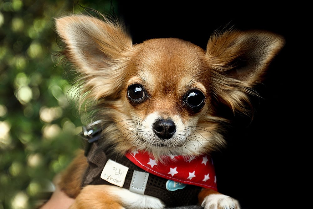 960px version of ChihuahuaPuppy.jpg