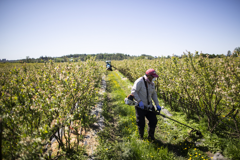 Westberry-Farms-workers-panorama-wall-to-wall-4.jpg