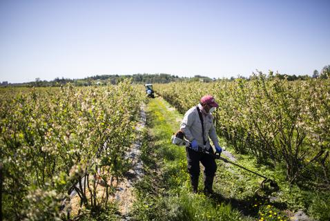 BC’s Minimum Wage Is Rising, but Farm Worker Pay Is Still Unresolved