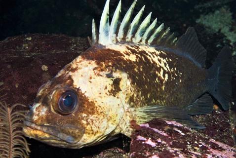 This Effort to Save Endangered Fish in BC Is Working