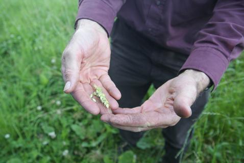 Growing Wheat Is a Rare Art in Rainy BC. Meet Some Pioneers