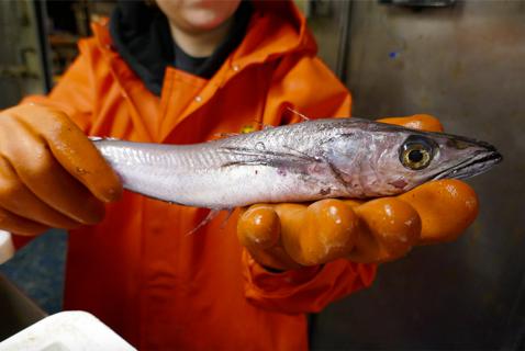 The World Loves a BC Fish Called Hake. Why Don’t We Eat It Here?
