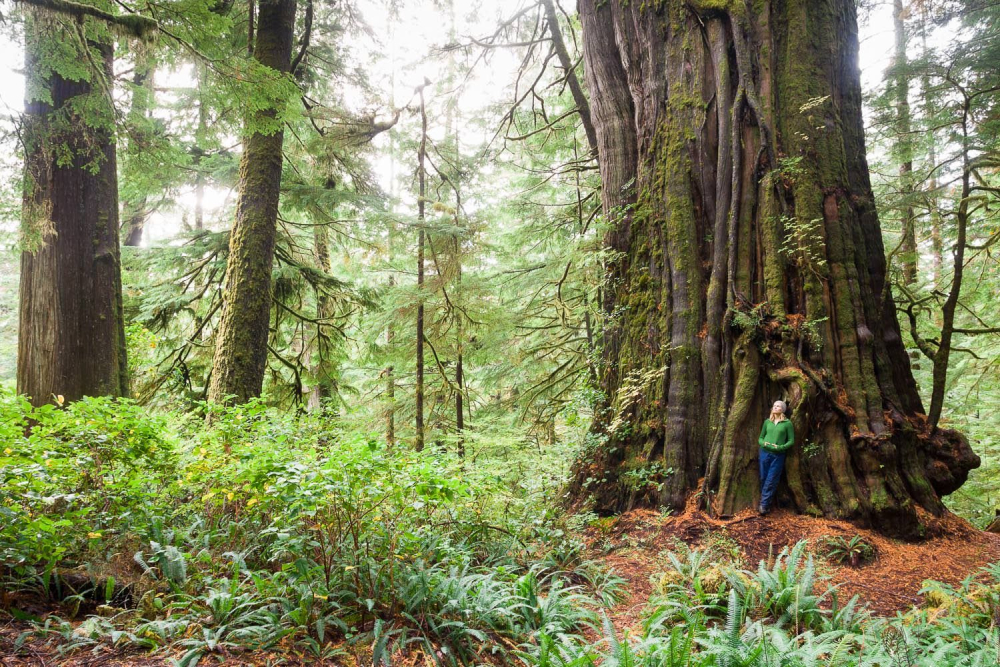 thetyee.ca/News/2020/09/14/Red-cedar-cheewhat.jpg