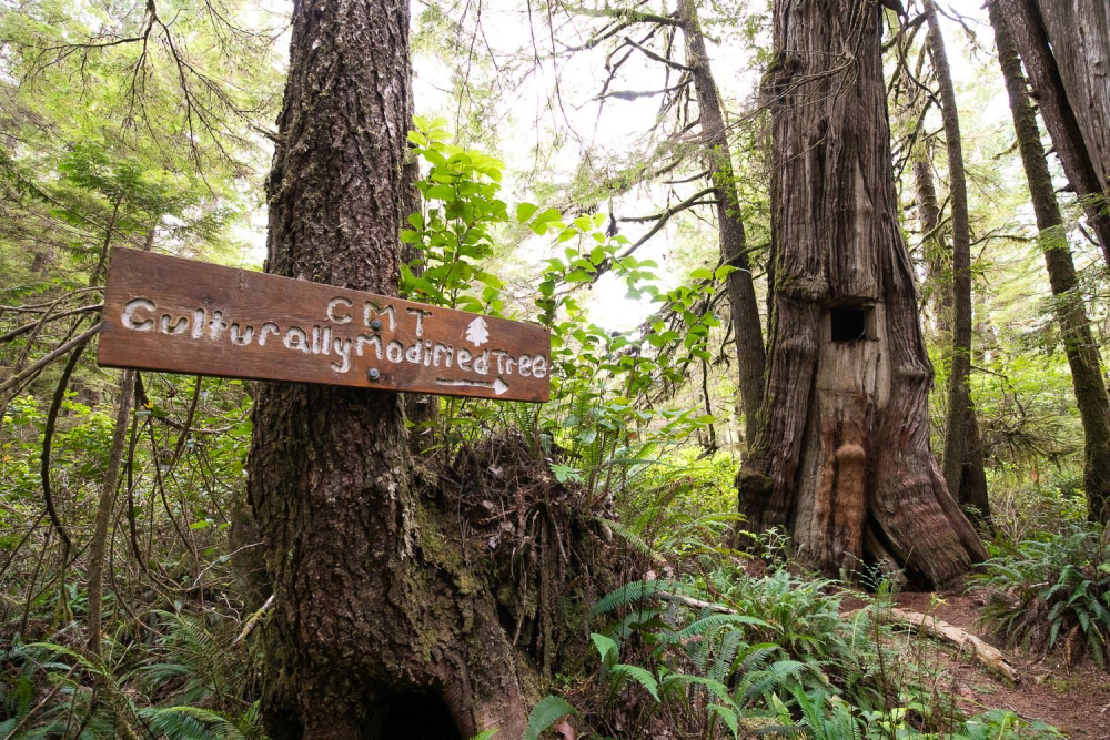 Red Cedar: The Amazing Giving Tree - Ancient Forest Alliance