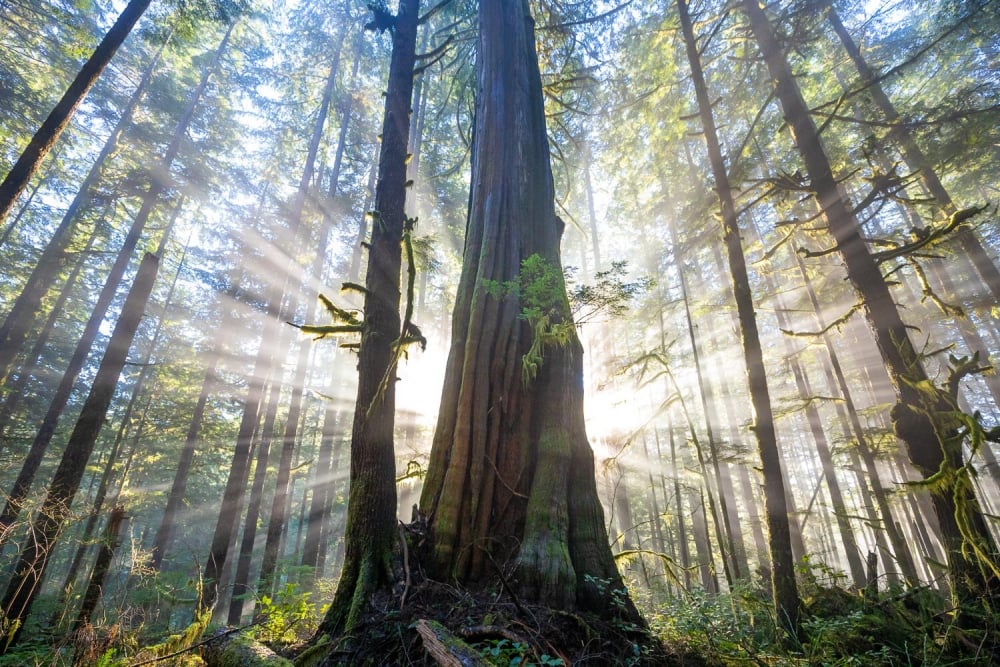 The Renewed Fight for BC’s Ancient Cedars