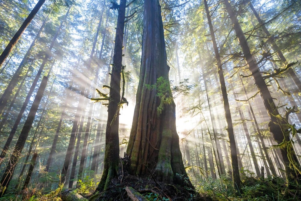 Climate change causing PNW's iconic western redcedars to die