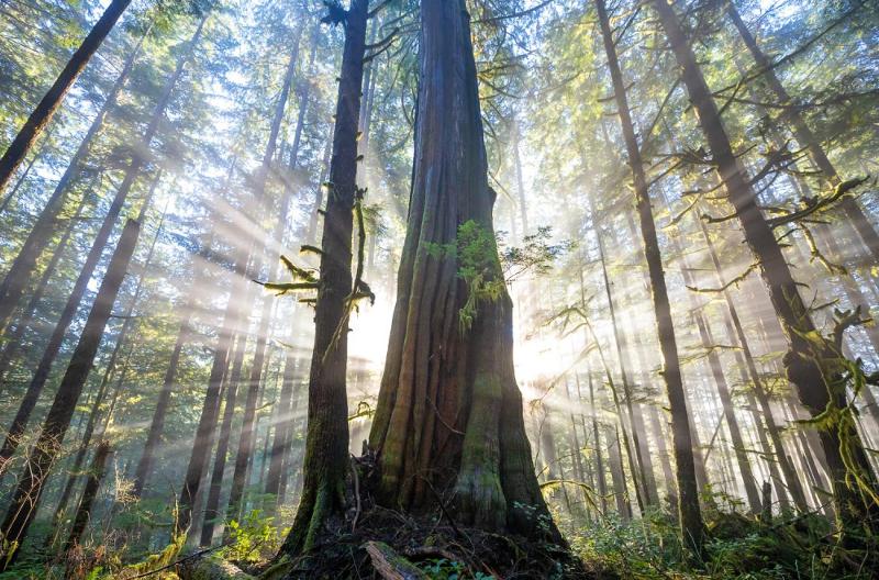 Red Cedar: The Amazing Giving Tree