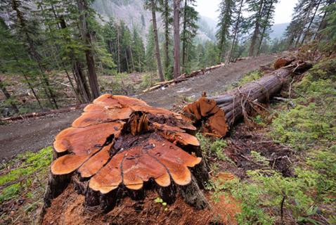 No New Money for Old Growth Protection in BC’s Budget