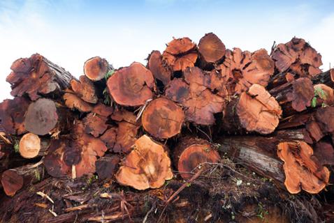 Old-Growth Forest Logging Approvals Are Soaring in BC