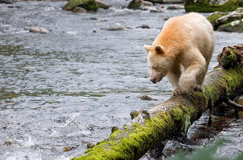 The Big Dance: Saving the Great Bear Rainforest