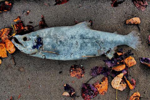 Little Action from Feds as Deadline to Remove Salmon Farms Looms