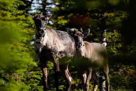 The Secret to Caribou Recovery? Indigenous Leadership