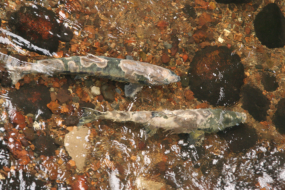 851px version of StillCreekChumSalmon.jpg