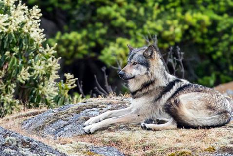 The Lone Wolf That Was Loved to Death