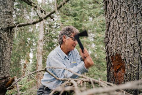BC Is Moving Too Slowly to Protect Northern Old Growth, Says Whistleblower
